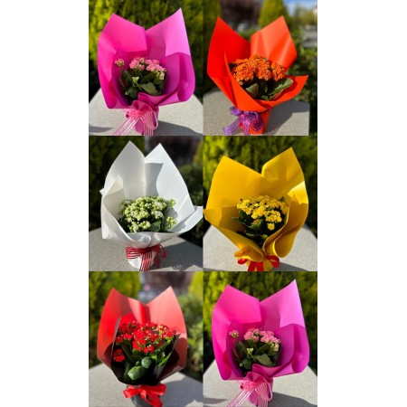 1- İthal Kalanchoe Çiçeği
